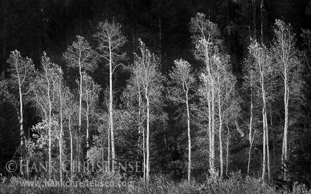 White aspen grow in the row in front of a forest of fir trees, Grand Teton National Park