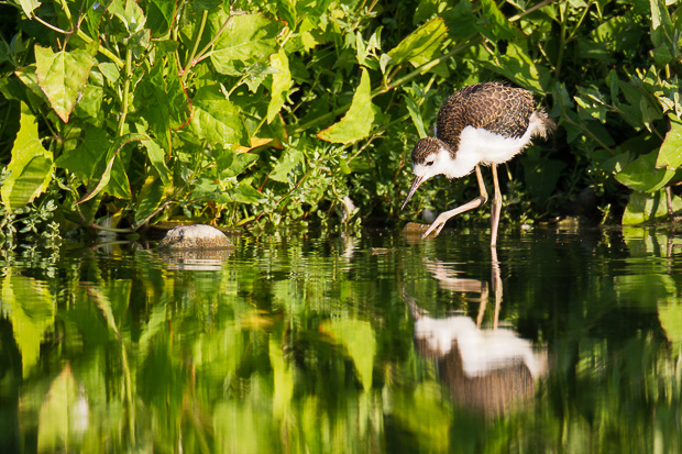 A black-necked stilt chick wades through shallow water looking for food