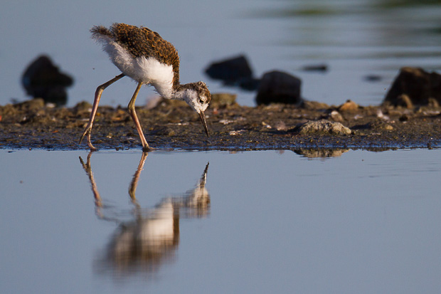 A black-necked stilt chick is reflected in still water as it looks for food along a narrow island