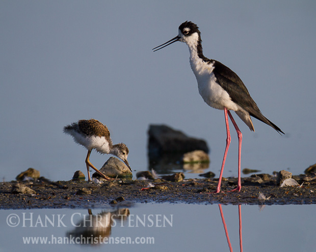A black-necked stilt chick walks on wobbly legs, staying close to its mother