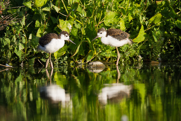 Two black-necked stilt siblings stand close together in shallow water