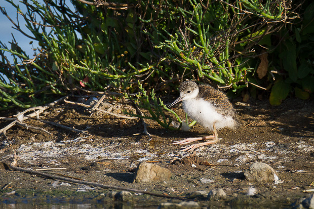 A black-necked stilt chick takes a rest on the shoreline next to a still pond