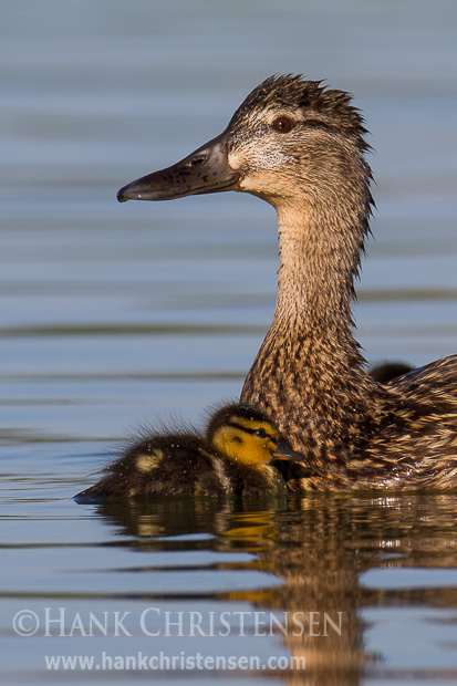 A mallard duckling swims close to its mother, who keeps a close eye on her chick