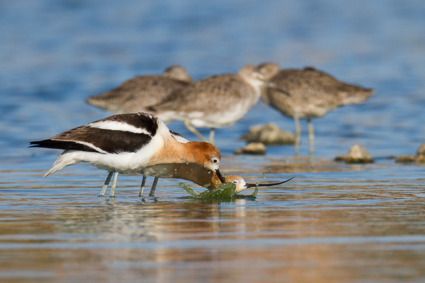 A female american avocet assumes the mating position while the male splashes water next to her