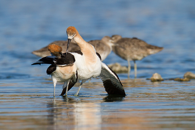 As the male american avocet dismounts after mating, he crosses bills with the female as part of a post-mating ritual. They walk in a circle with bills crossed and then walk in a straight line, side by side.