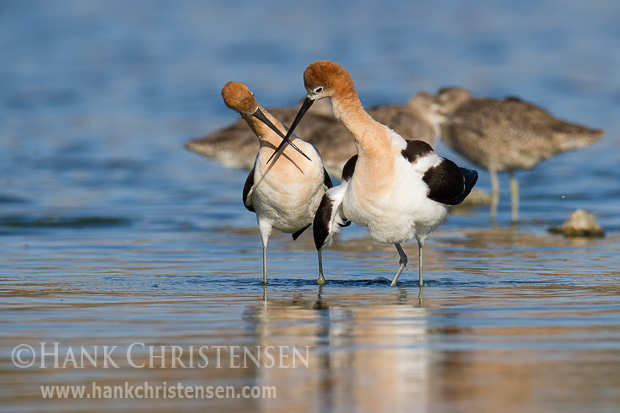 Two american avocets cross bills as they walk side-by-side in a circle, part of their post-mating ritual