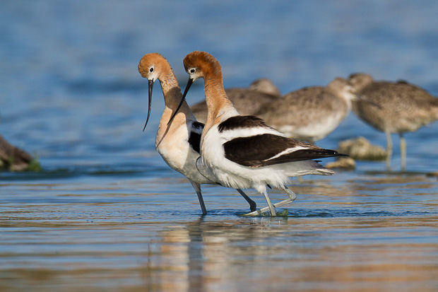 As the male american avocet dismounts after mating, he crosses bills with the female as part of a post-mating ritual. They walk in a circle with bills crossed and then walk in a straight line, side by side.