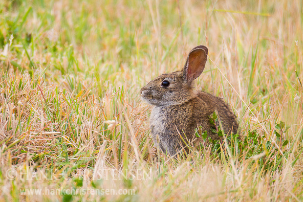 A western brush rabbit crouches in the long grass, trying to stay hidden