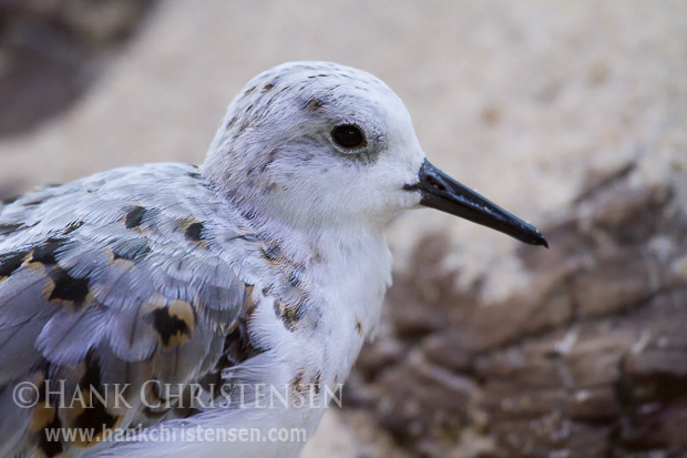 A sanderling rests in an injured bird care facility, Monterey Bay Aquarium