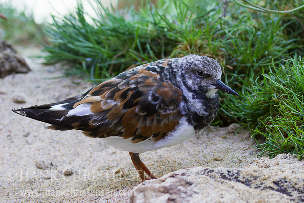 A ruddy turnstone stands in sand in an injured bird care facility, Monterey Bay Aquarium