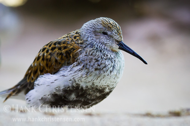 A dunlin has a relatively easy life in an injured bird care facility, Monterey Bay Aquarium