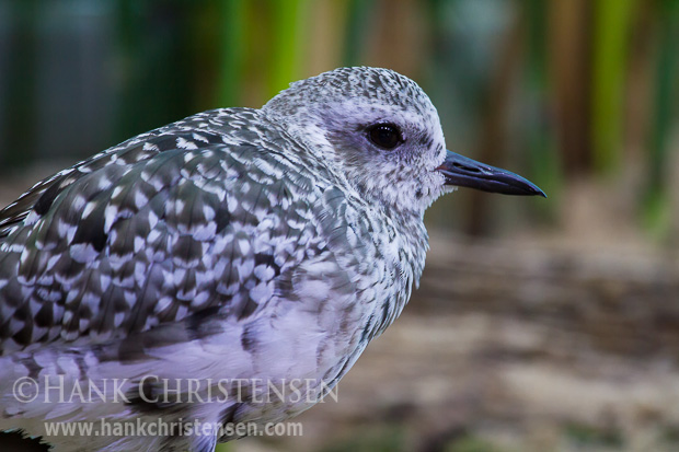 A black-bellied plover in winter colors stands in a natural setting within an injured bird care facility, Monterey Bay Aquarium