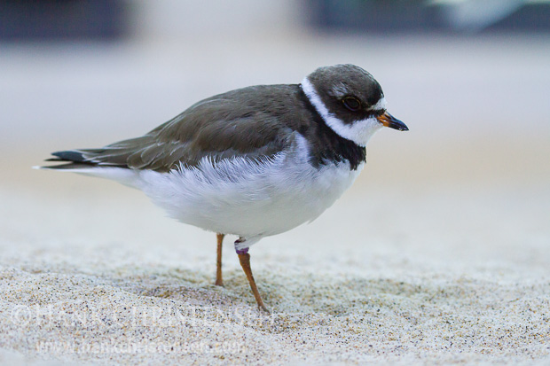 A banded semipalmated plover stands in sand in an injured bird care facility, Monterey Bay Aquarium