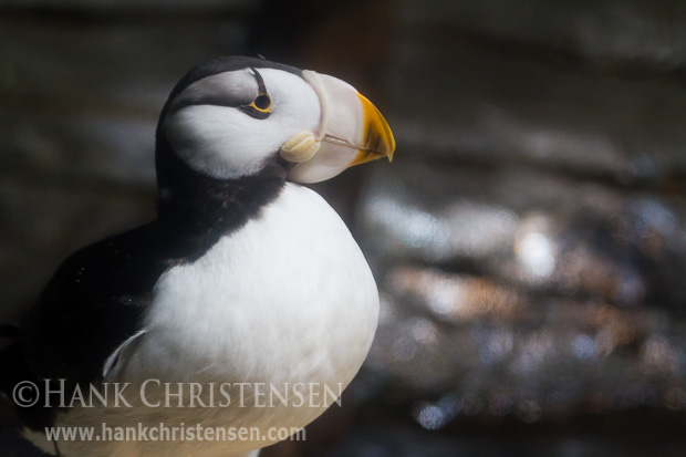 A horned puffin stands alone in an exhibit at the Monterey Bay Aquarium