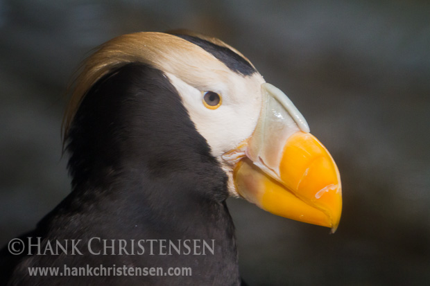 Tufted puffin headshots are possible at an exhibit at the Monterey Bay Aquarium