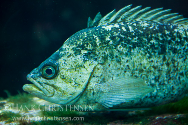 A large bony fish swims in a water tank at the Monterey Bay Aquarium