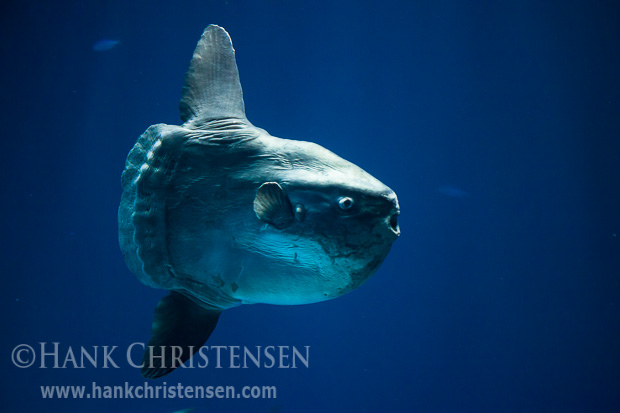 An enormous ocean sunfish swims in a large tank at the Monterey Bay Aquarium.