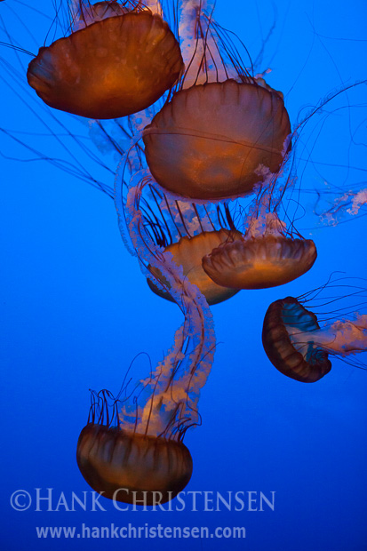 Jellyfish move through a water exhibit at the Monterey Bay Aquarium