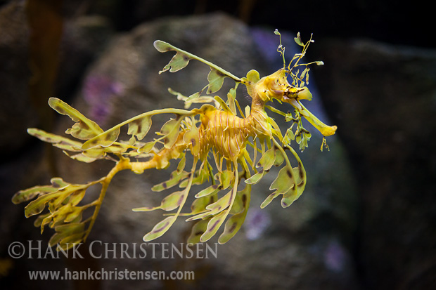 A leafy seadragon swims at an exhibit at the Monterey Bay Aquarium