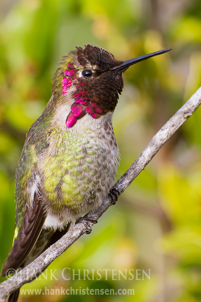 An anna's hummingbird pauses from its rapid flight to warm itself in the sun
