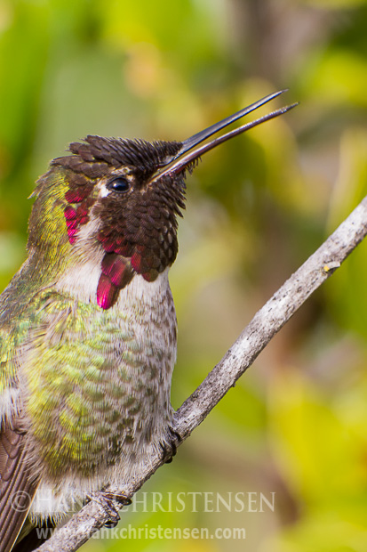 An anna's hummingbird perches on a small branch and opens its beak