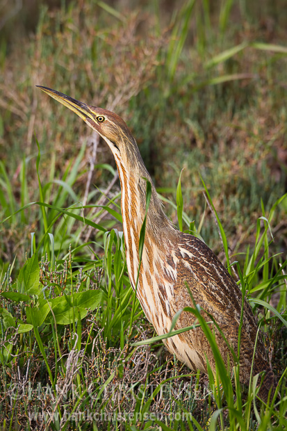 An american bittern stands in marshy grass and cranes its neck, looking for potential predators