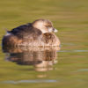 A pied-billed grebe is reflected in the still water near the shore of a lake. The color reflected in the water comes from the nearby shore.
