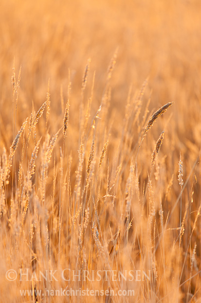 The rising sun backlights the golden grasses of a Sonoma Coast hillside