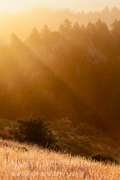 The early rays of sun peak through a dissipating fog along the Sonoma Coast