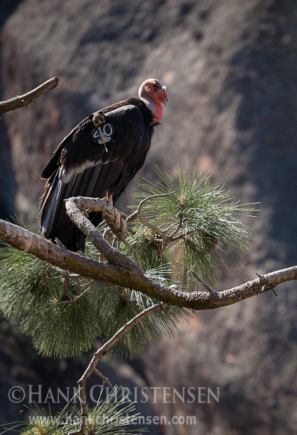 A California Condor perches on a branch in front of a rock wall, Pinnacles National Park