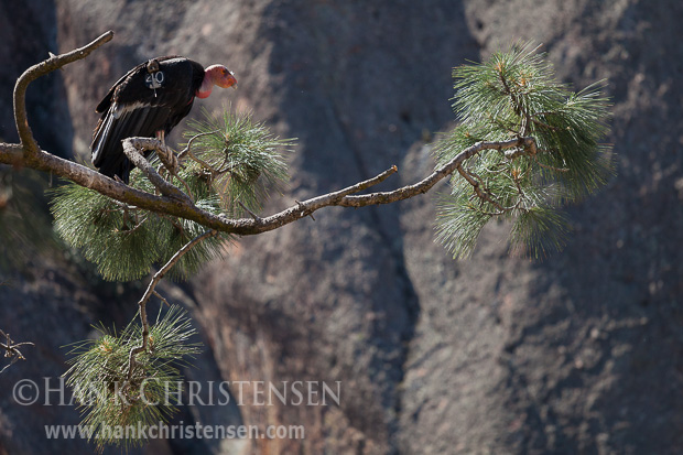 A California Condor perches on a branch in front of a rock wall, Pinnacles National Park