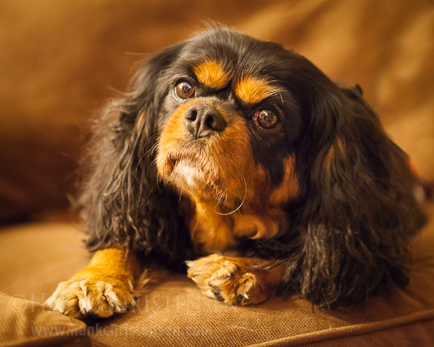 Meet Lola, a Cavalier King Charles Spaniel. She has a very sweet disposition and loves to cuddle.