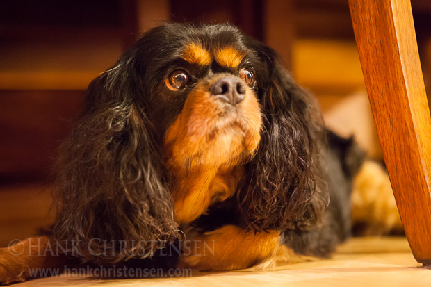 Meet Lola, a Cavalier King Charles Spaniel. She has a very sweet disposition and loves to cuddle.