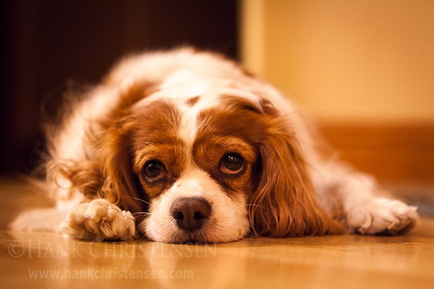 Meet Gidget, a Cavalier King Charles Spaniel. She loves to fetch the ball, and will do it for hours if you let her. Afterward, she is quick to take long naps and generally look very cute.