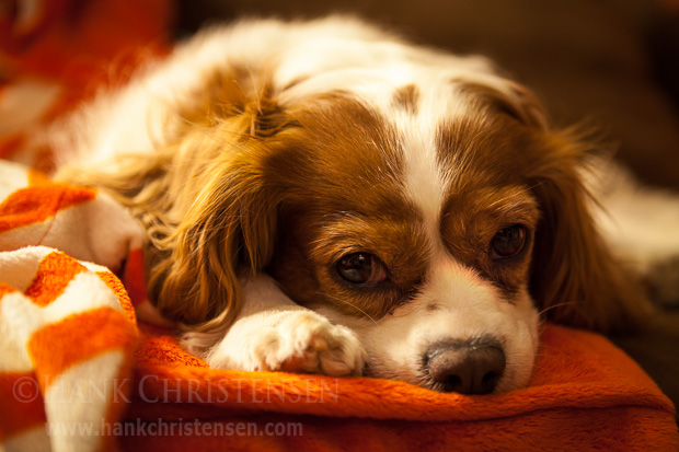 Meet Gidget, a Cavalier King Charles Spaniel. She loves to fetch the ball, and will do it for hours if you let her. Afterward, she is quick to take long naps and generally look very cute.