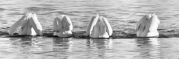 Four american white pelicans line up, all of them fishing at the same time. There was a nice symmetry to this image, which was calling very strongly to be rendered as a black and white fine art photograph.