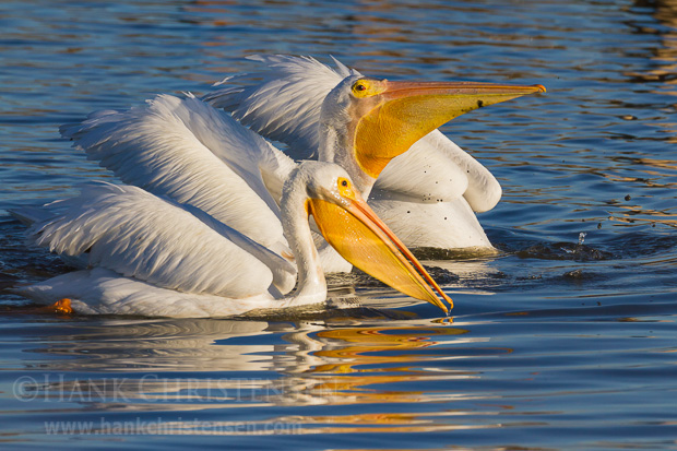 Several american white pelicans swim together, alternately dipping their heads under water to pull up a bill full of fish