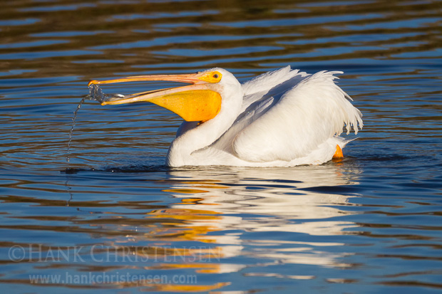 A fish attempt to flee the confines of an american white pelican's bill.