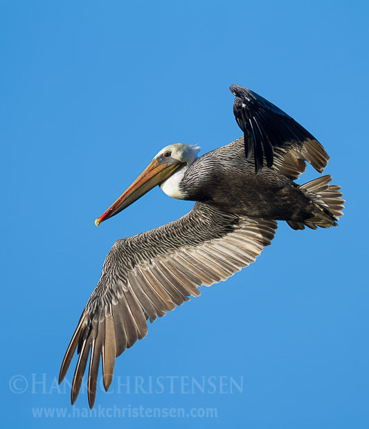 A brown pelican circles through the air above a lake, looking for fish to dive for