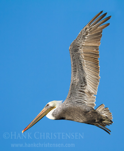 A brown pelican circles through the air above a lake, looking for fish to dive for