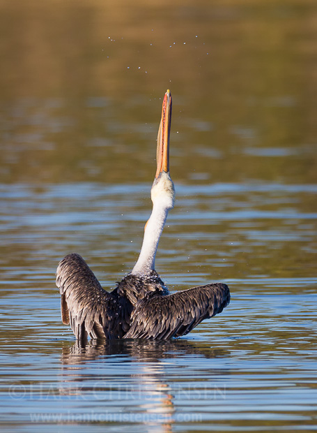 After diving for fish, a brow pelican dries its feathers with a vigorous head throw.