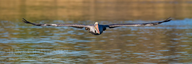 A brown pelican flies low and flat over the surface of the water after it takes off from the surface