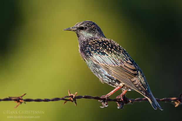 A European starling perches on a length of barbed wire