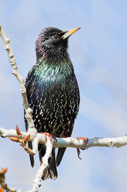 A European starling perches on a branch of a white-barked tree