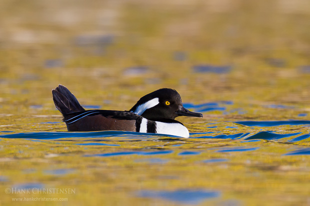A male hooded merganser swim through calm water reflecting the colors of fall