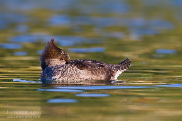 A female hooded merganser sleep on the surface of calm water reflecting the colors of fall
