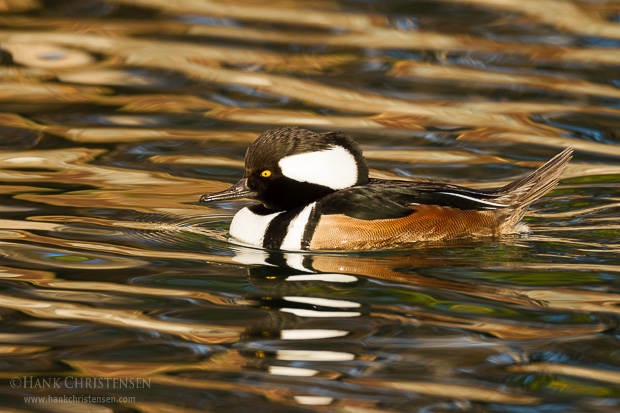 A male hooded merganser swim through calm water reflecting the colors of fall