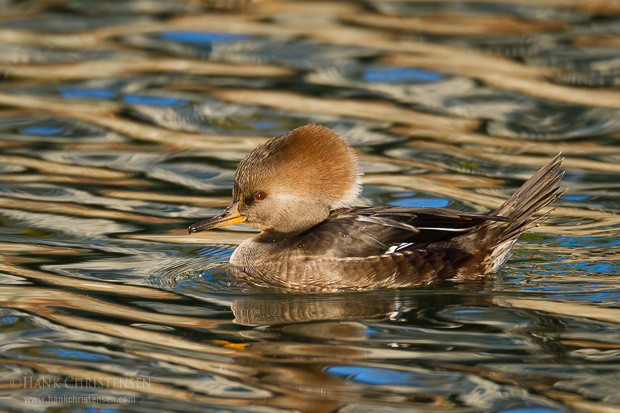 A female hooded merganser sleep on the surface of calm water reflecting the colors of fall