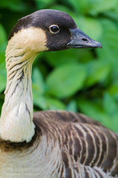 A nene stands for a headshot in front of some bushes