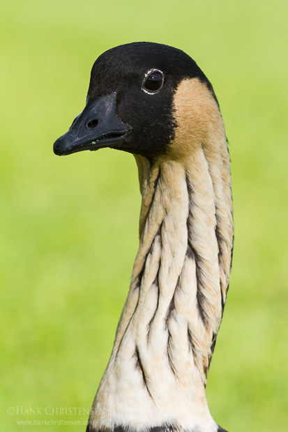 A nene stands for a headshot in front of green grass